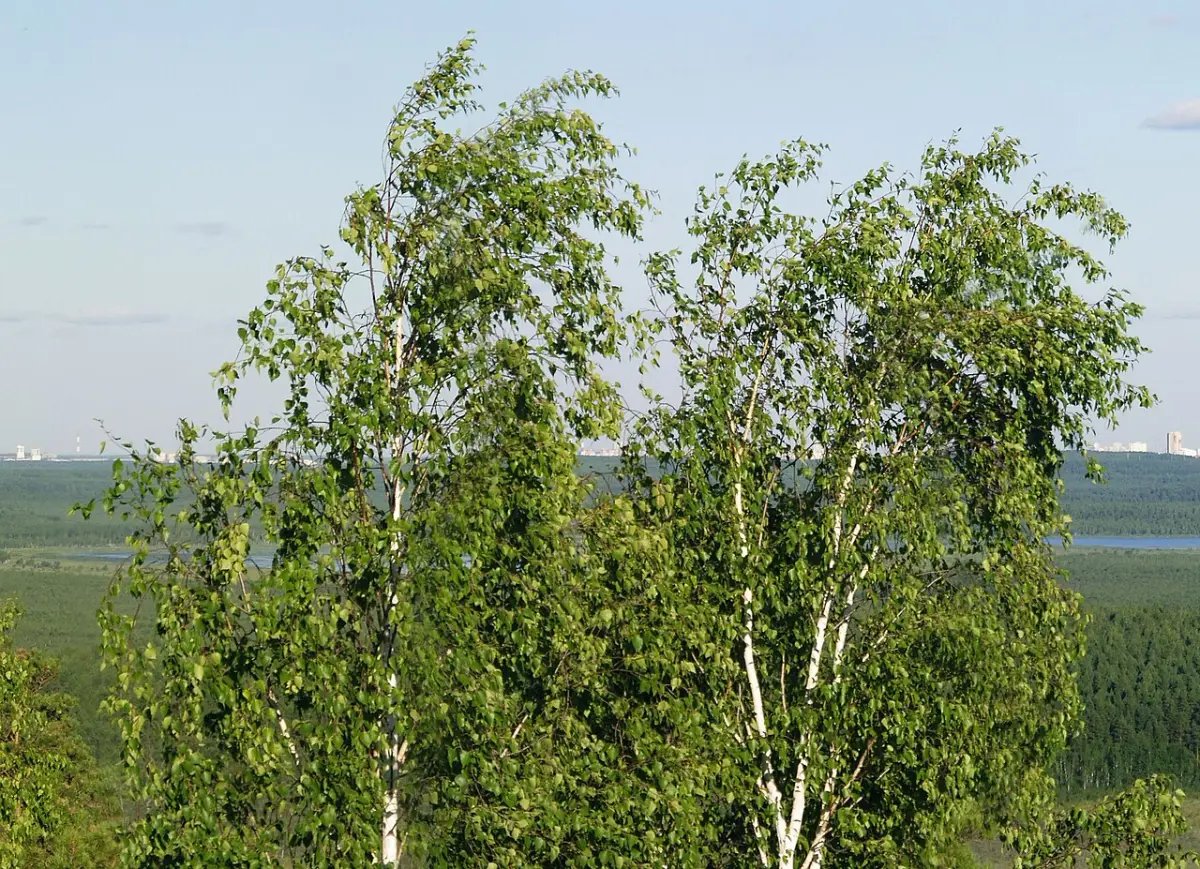 Twee ruwe berken met witte stammen en licht, hangend blad boven een bosrijk landschap