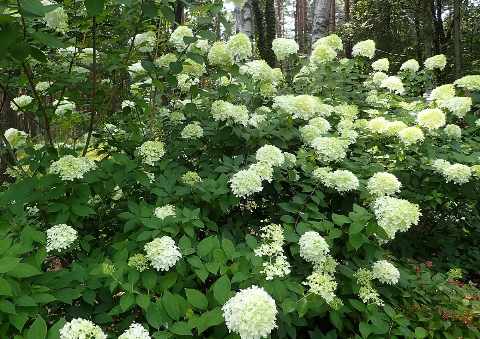 Pluimhortensia 'Limelight' als brede struik vol roomwitte tot lichtgroene bloeipluimen