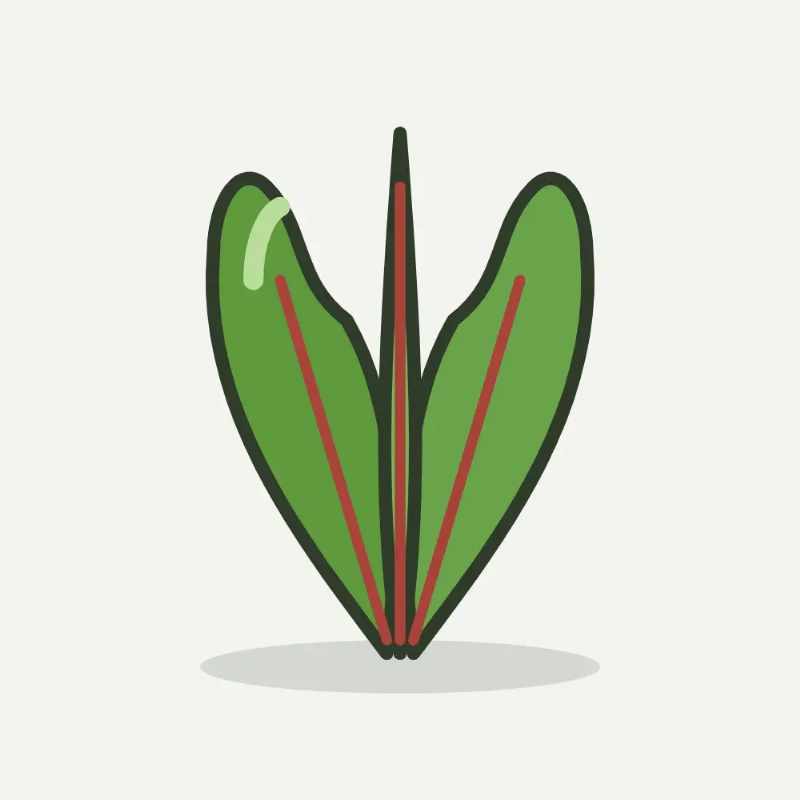 Illustratie van zuring