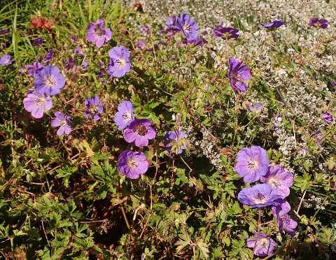 Uitgespreide ooievaarsbek 'Rozanne' met veel violetblauwe bloemen over het ingesneden blad