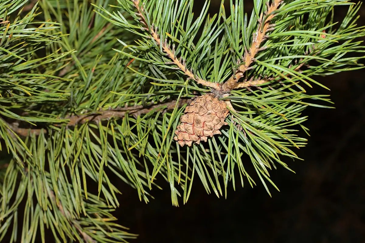 Tak van grove den met blauwgroene naalden in paren en een bruine kegel