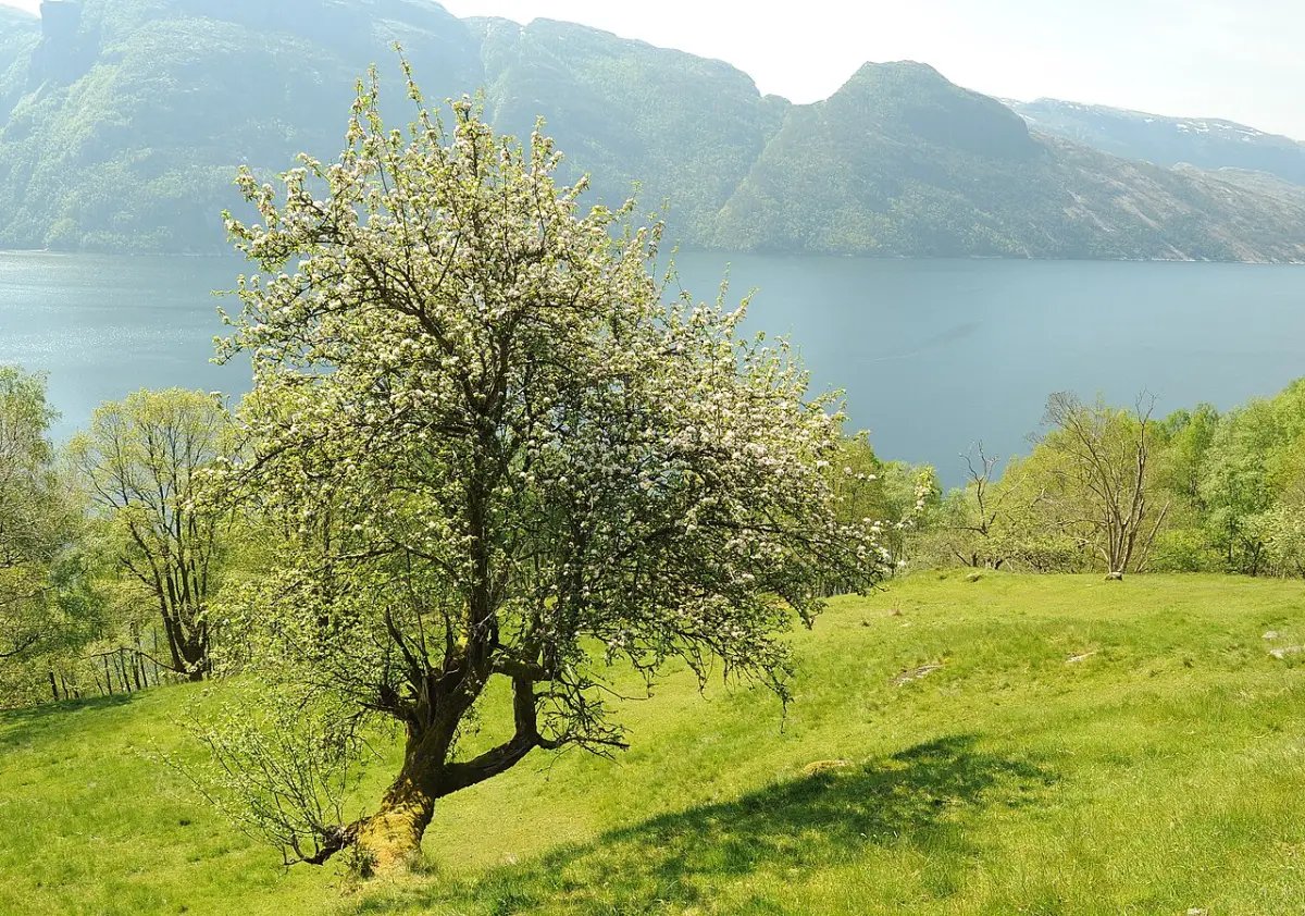Vrijstaande wilde appel in volle witte bloei op een grashelling boven een fjord