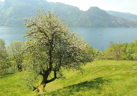 Vrijstaande wilde appel in volle witte bloei op een grashelling boven een fjord