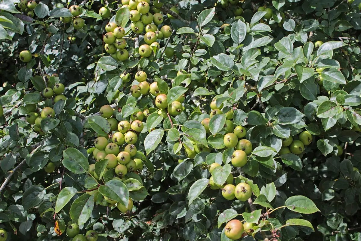 Tak van wilde appel vol kleine groengele appeltjes tussen het blad