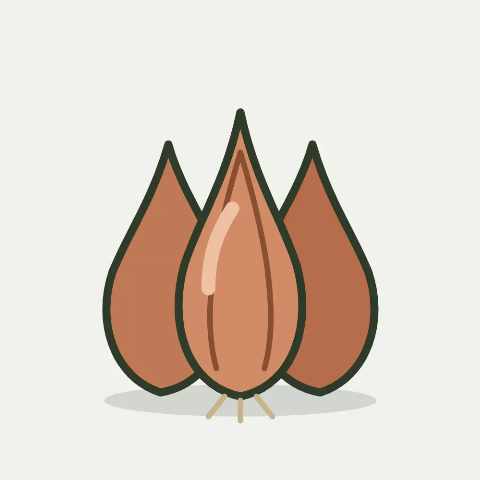 Illustratie van sjalot