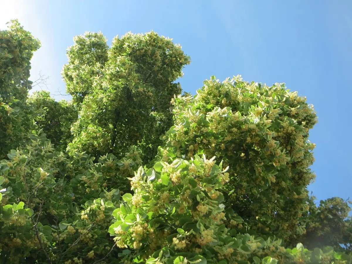 Kroon van een winterlinde vol lichtgele bloemtrossen tussen het groene blad