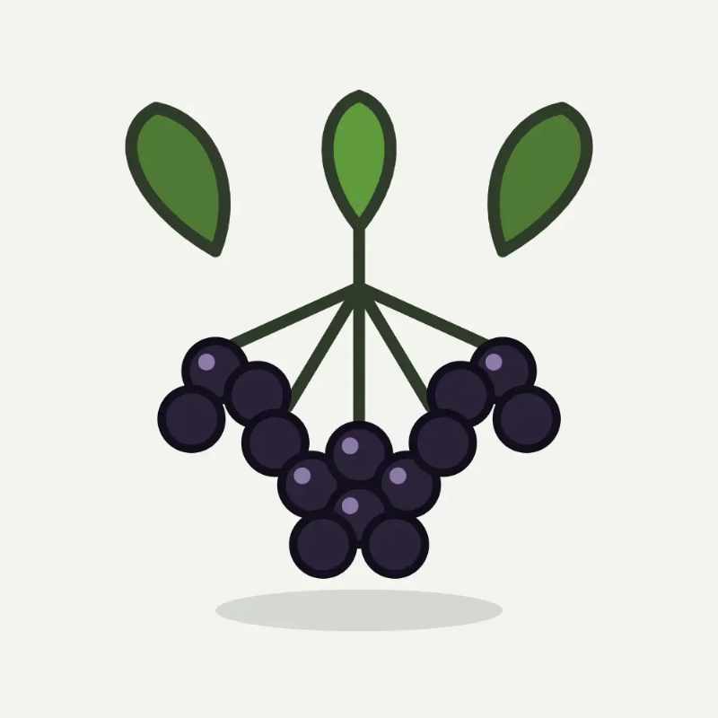 Illustratie van gewone vlier