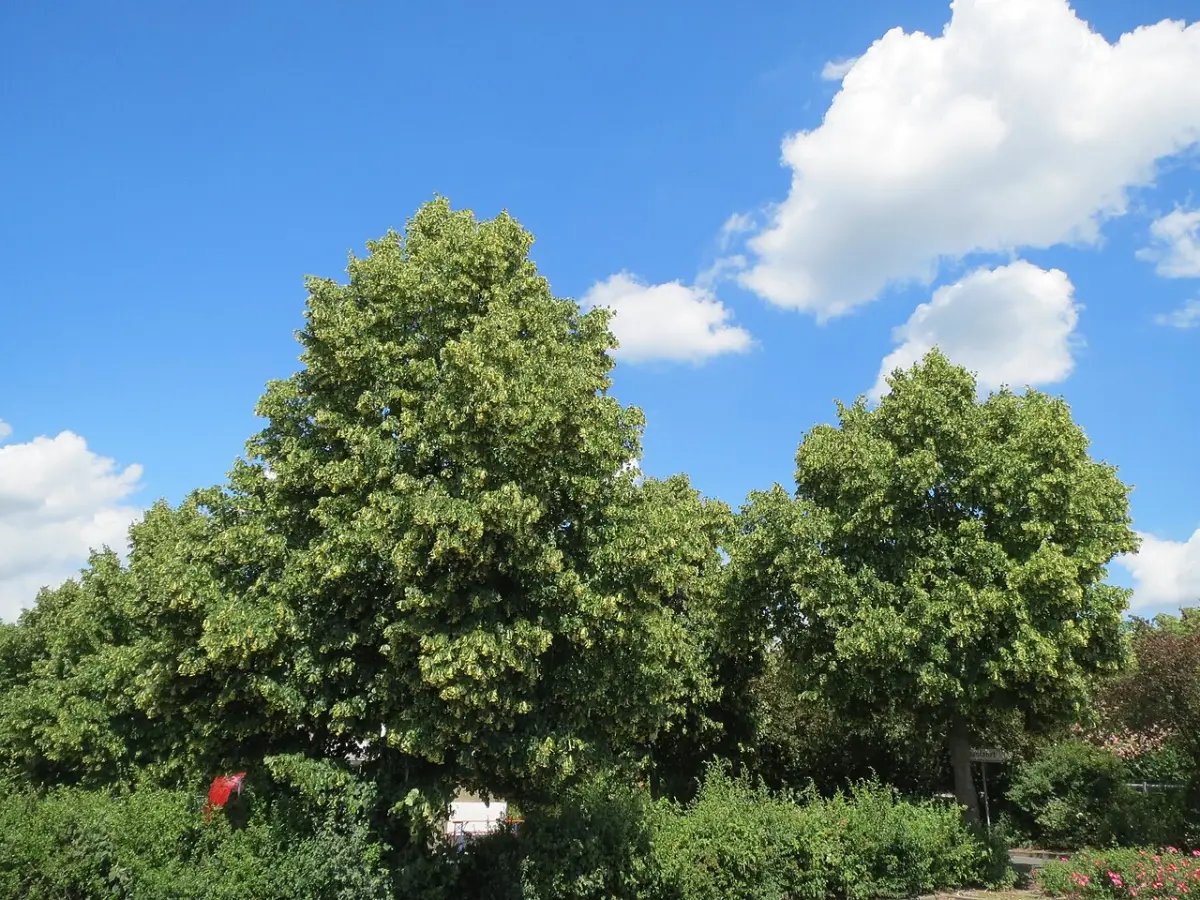 Twee bloeiende winterlindes met een dichte, ronde kroon tegen een blauwe lucht