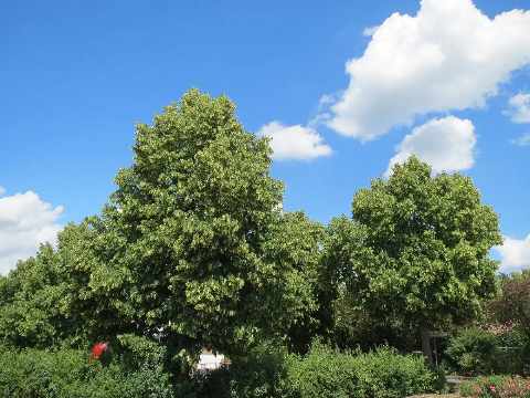 Twee bloeiende winterlindes met een dichte, ronde kroon tegen een blauwe lucht
