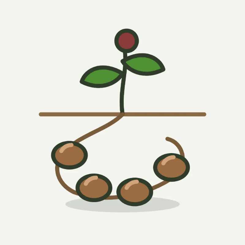 Illustratie van aardnoot