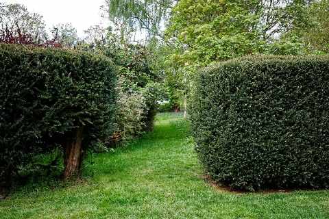 Strak geschoren taxushagen in donkergroen langs een grasveld en pad