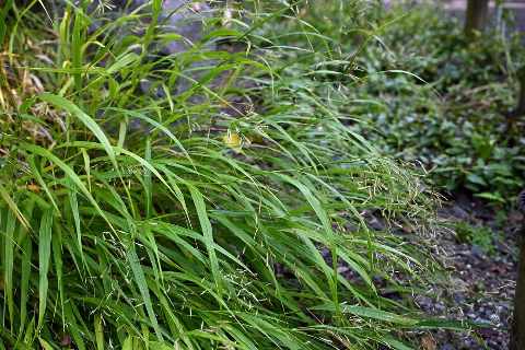 Japans bosgras als losse, overhangende pol van smalle groene grassprieten langs een pad