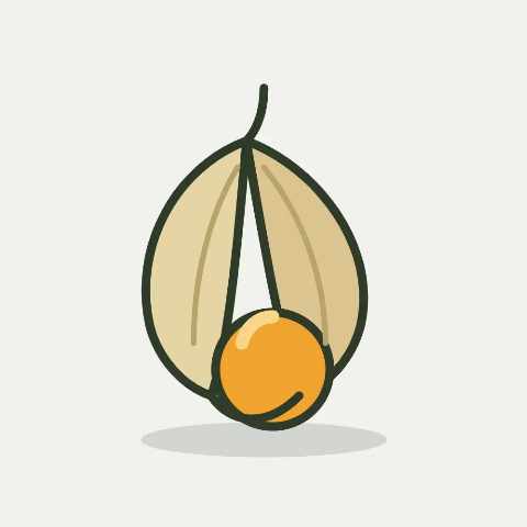 Illustratie van physalis