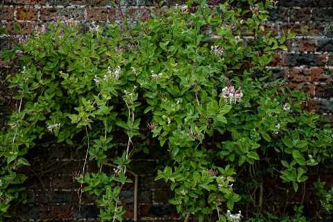 Wilde kamperfoelie die tegen een bakstenen muur klimt, met groen blad en enkele roomwitte bloemtrossen