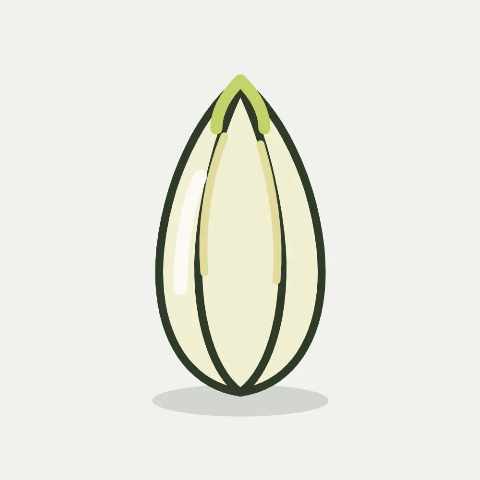 Illustratie van witlof