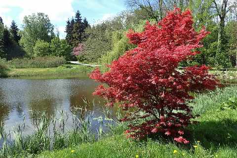 Japanse esdoorn 'Bloodgood' als losse, brede struikvormige boom met donkerrood blad aan de rand van een vijver