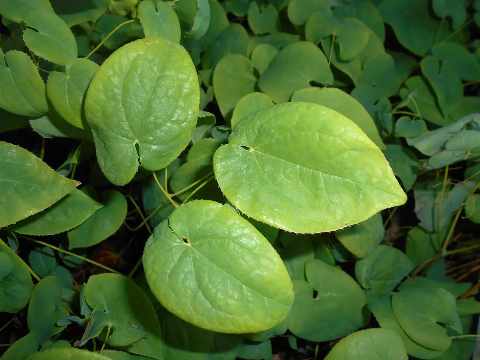 Hartvormige groene bladeren van elfenbloem 'Sulphureum' die elkaar dakpansgewijs overlappen