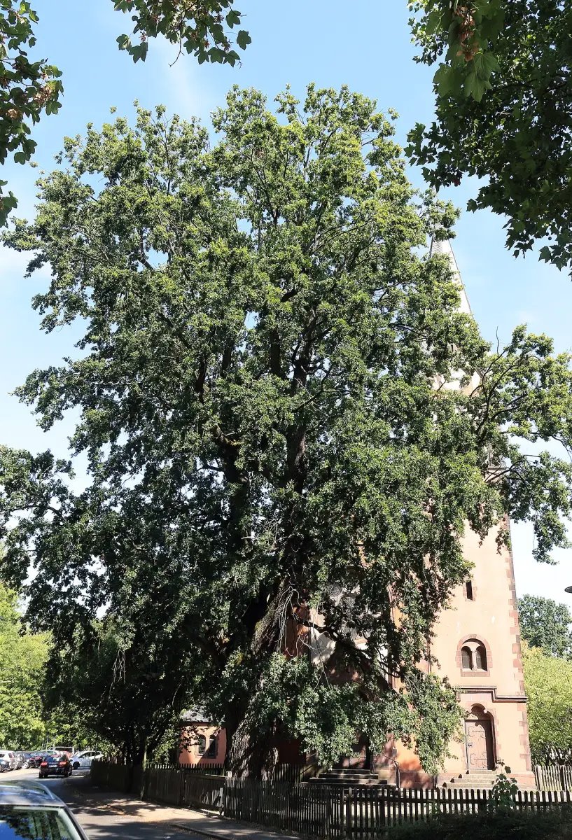 Grote, oude zomereik met een dichte kroon voor een kerk