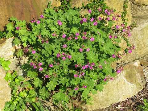 Dichte pol rotsooievaarsbek tussen stenen, vol magentaroze bloemen boven het ingesneden blad