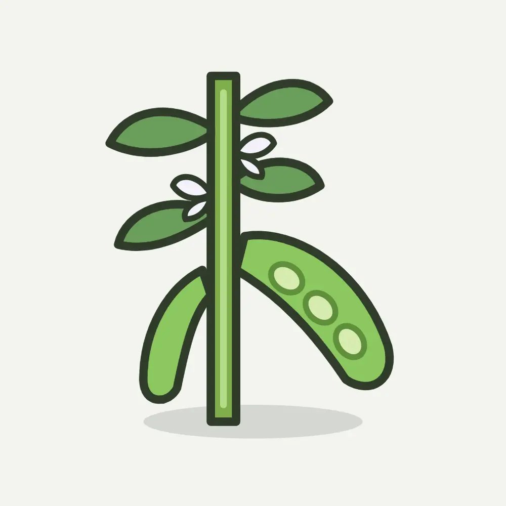 Illustratie van tuinboon