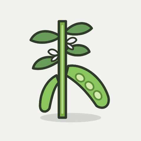 Illustratie van tuinboon