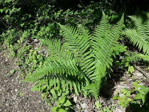 Mannetjesvaren als trechtervormige rozet van grote, geveerde groene bladeren op de bosbodem